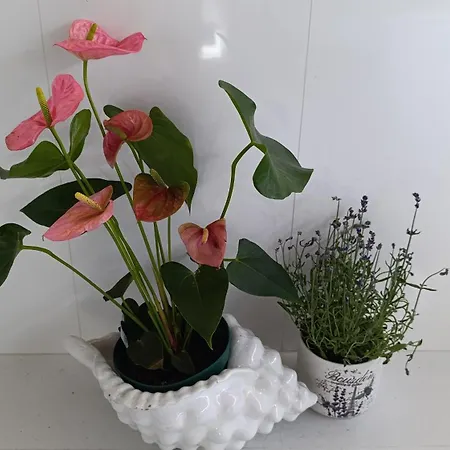 Orion Guest Casais * Lousada