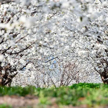 Villa Orion Guest Casais *