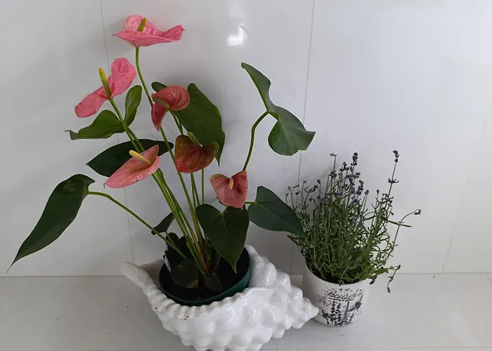 Orion Guest Casais * Lousada